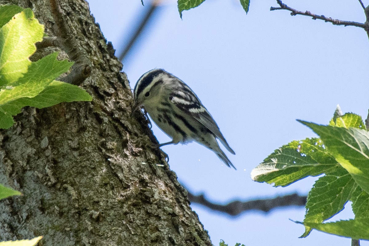 Black-and-white Warbler - ML623602812