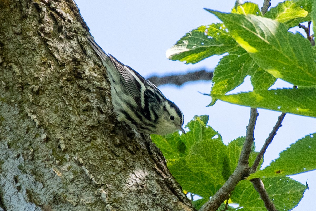 Black-and-white Warbler - ML623602813