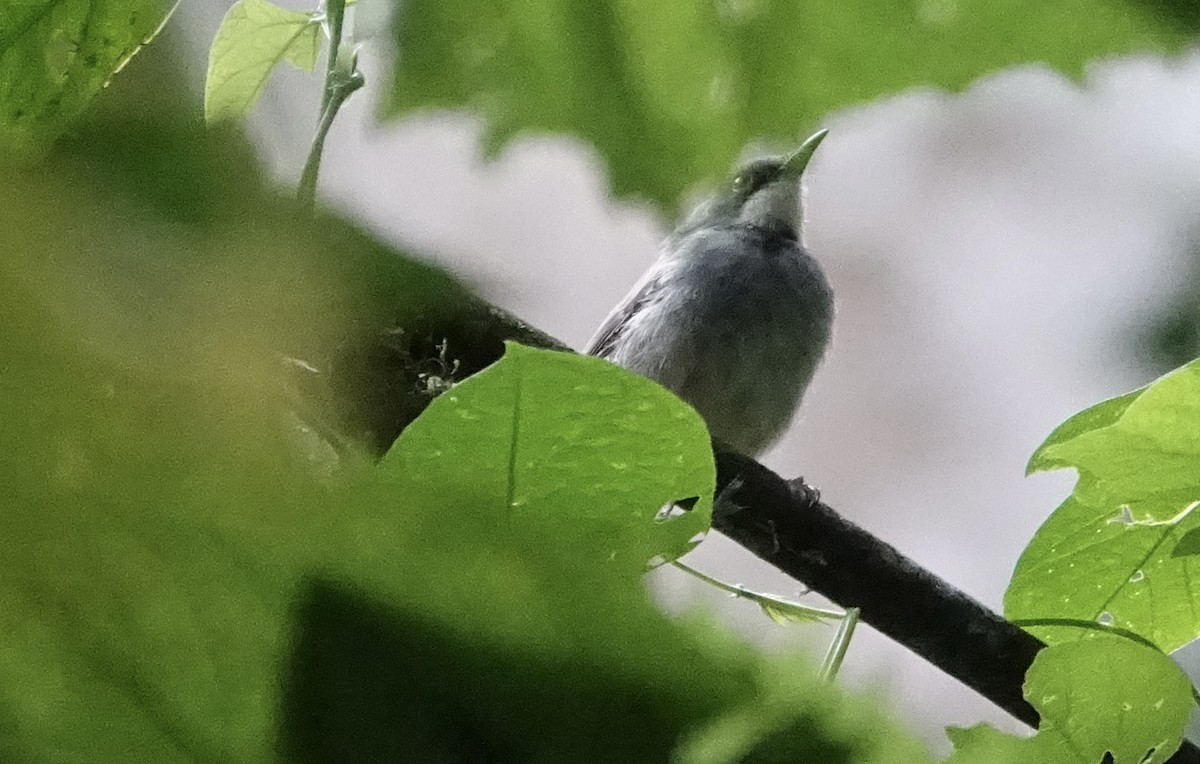 White-chinned Prinia - ML623602817