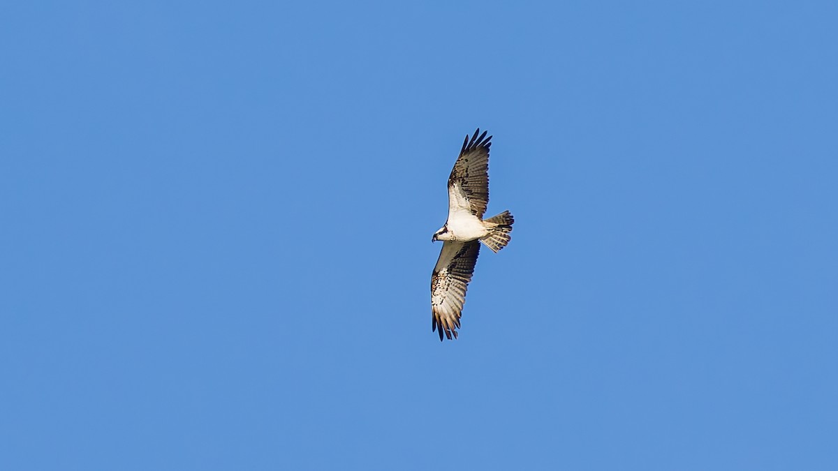 Osprey - ML623602818