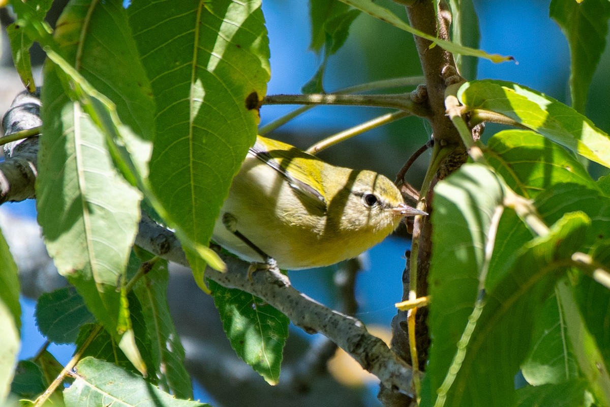 Tennessee Warbler - ML623602822