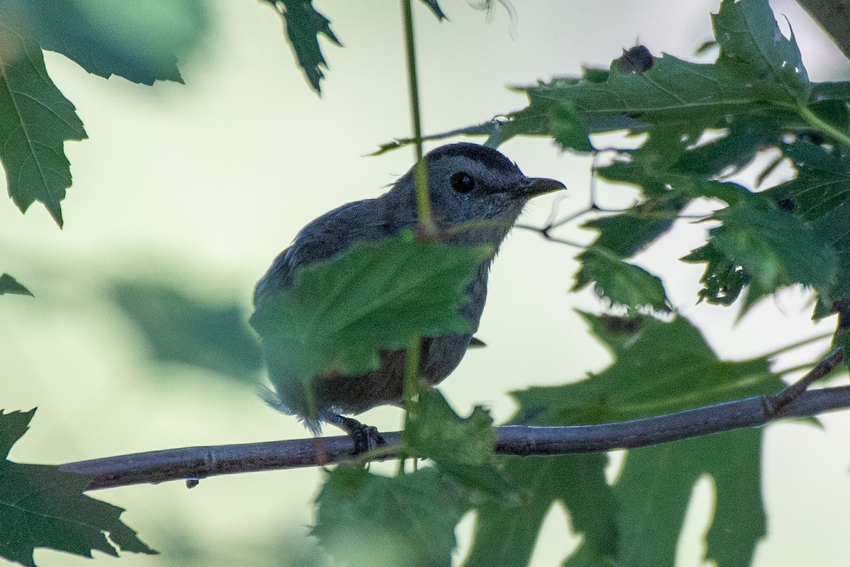 Gray Catbird - ML623602828