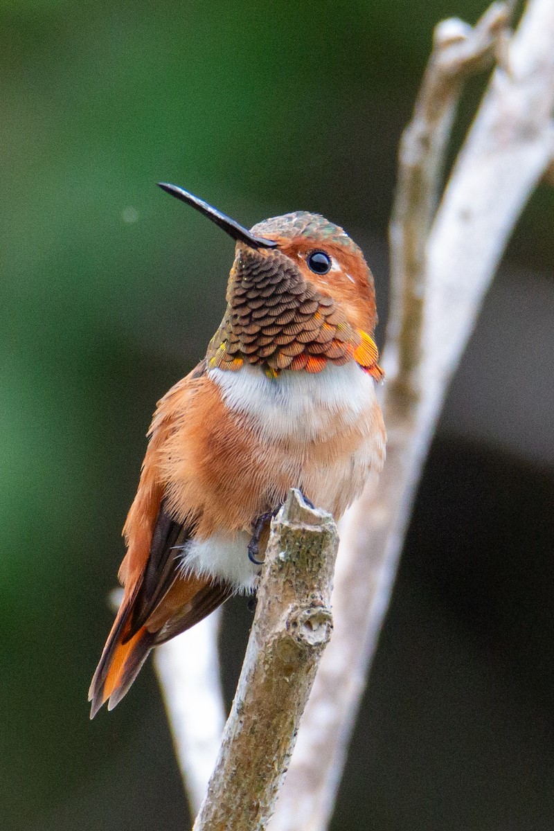 Allen's Hummingbird - ML623602831