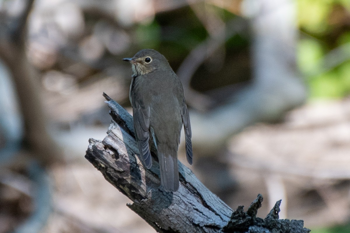 Swainson's Thrush - ML623602833