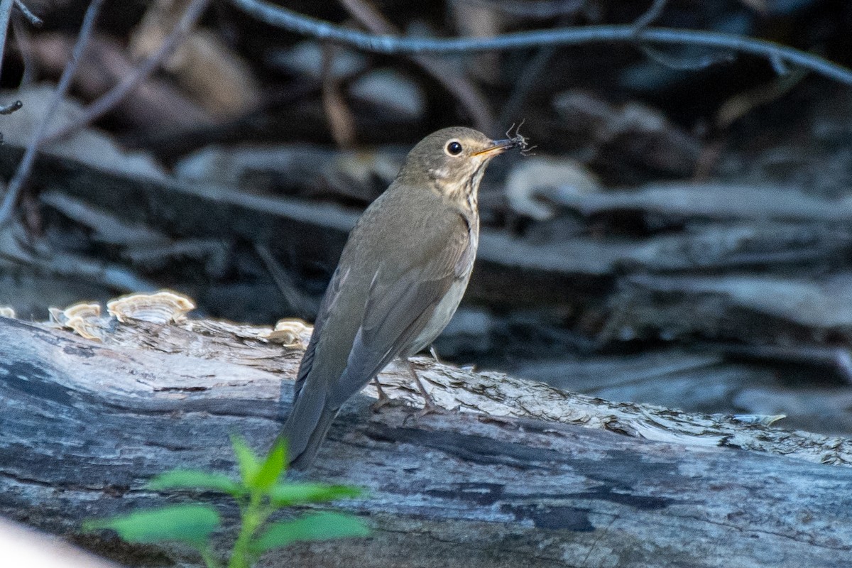 Swainson's Thrush - ML623602835