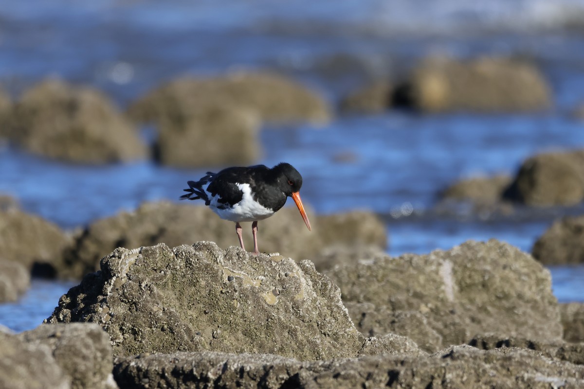 Eurasian Oystercatcher - ML623602843