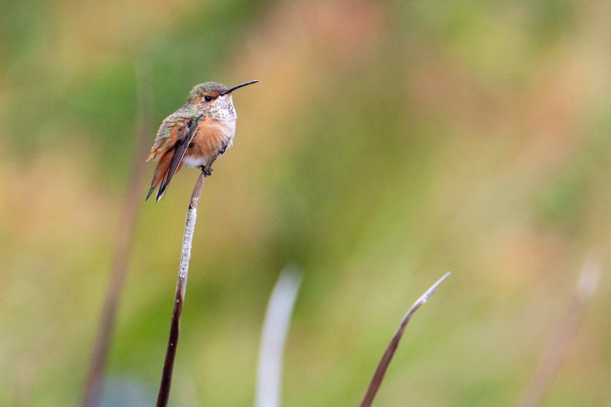 Allen's Hummingbird - ML623602847