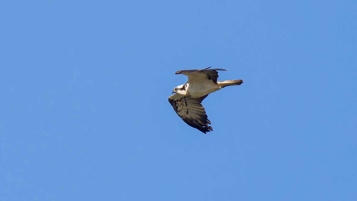 Osprey - ML623602873