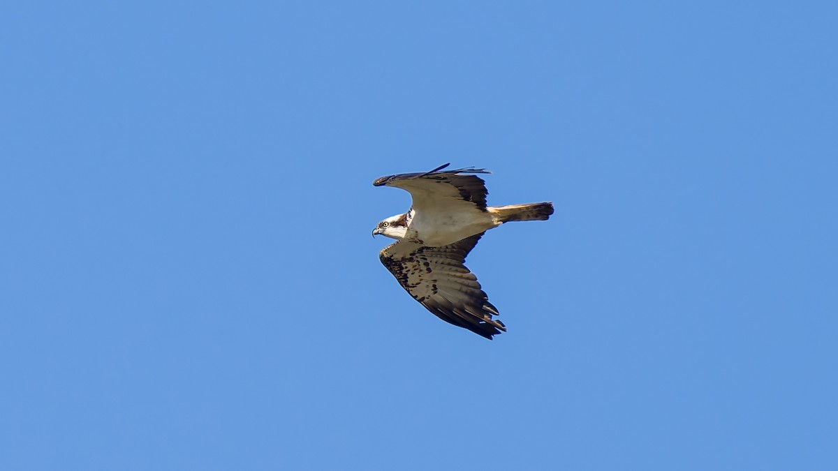 Osprey - ML623602880