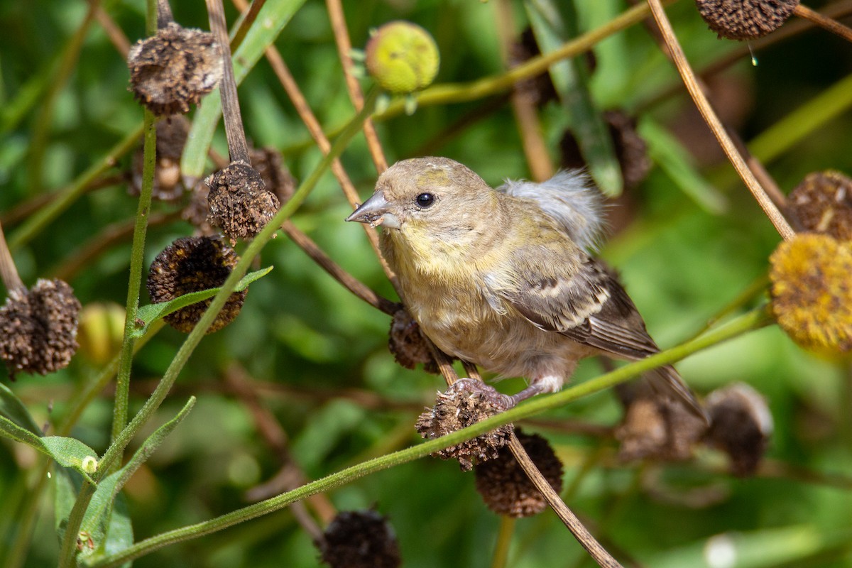 Lesser Goldfinch - ML623602881