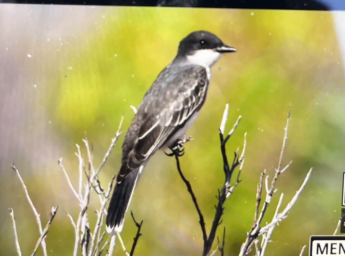 Eastern Kingbird - ML623602888