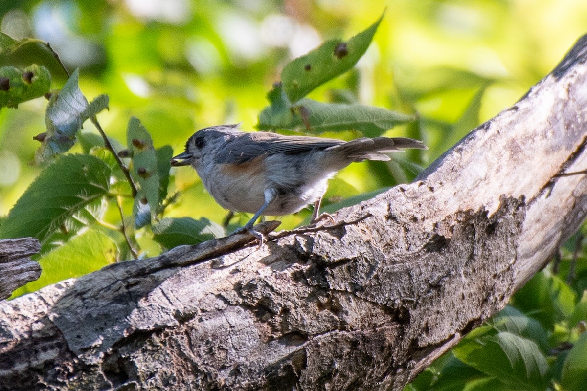 Tufted Titmouse - ML623602893