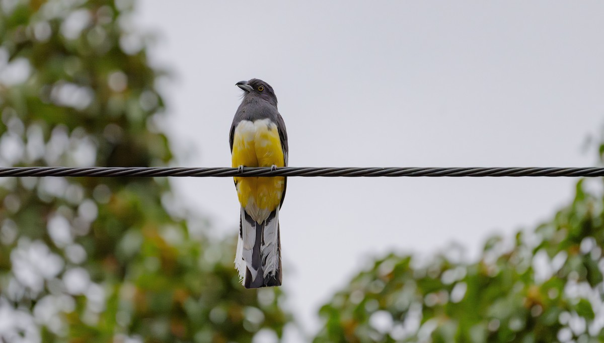 Citreoline Trogon - Rolando Tomas Pasos Pérez