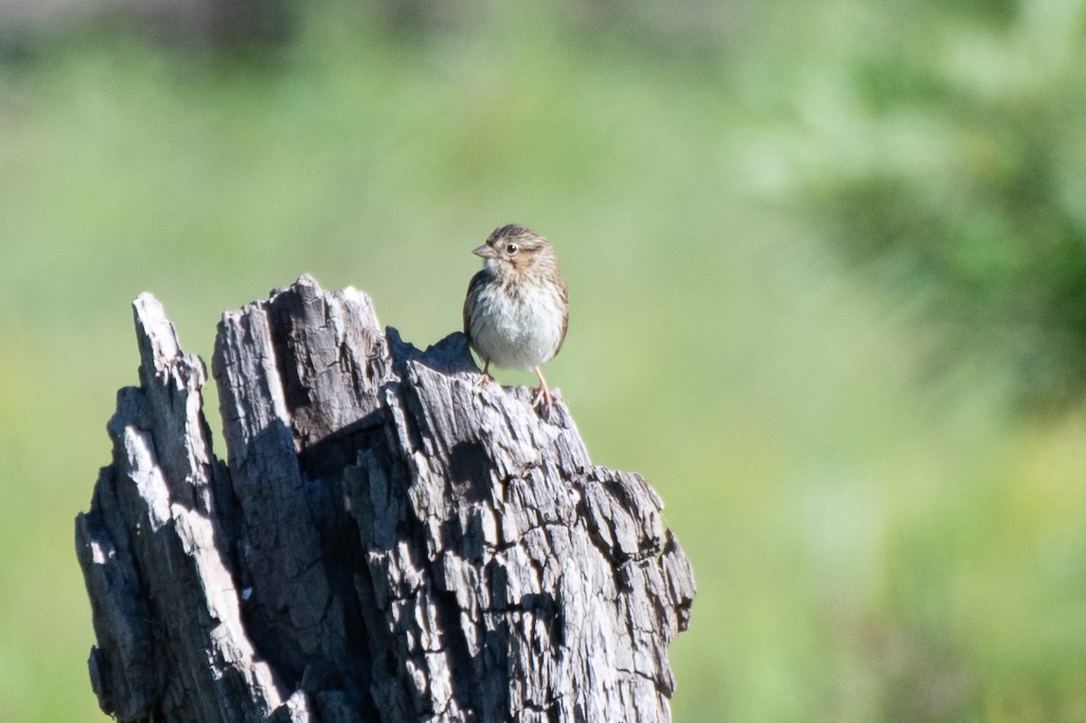 Song Sparrow (melodia/atlantica) - ML623602906