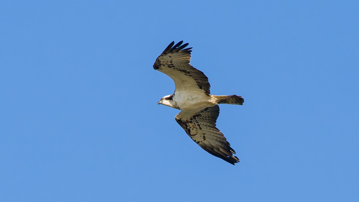 Osprey - ML623602911