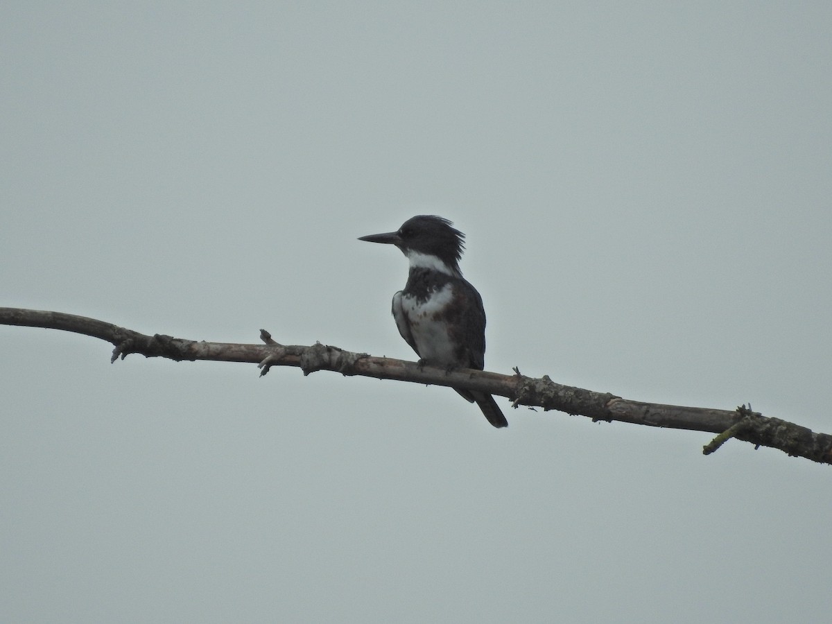 Belted Kingfisher - ML623602914