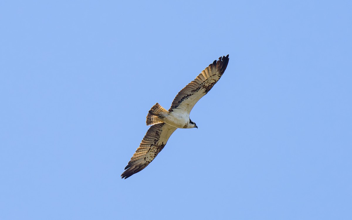 Osprey - ML623602919