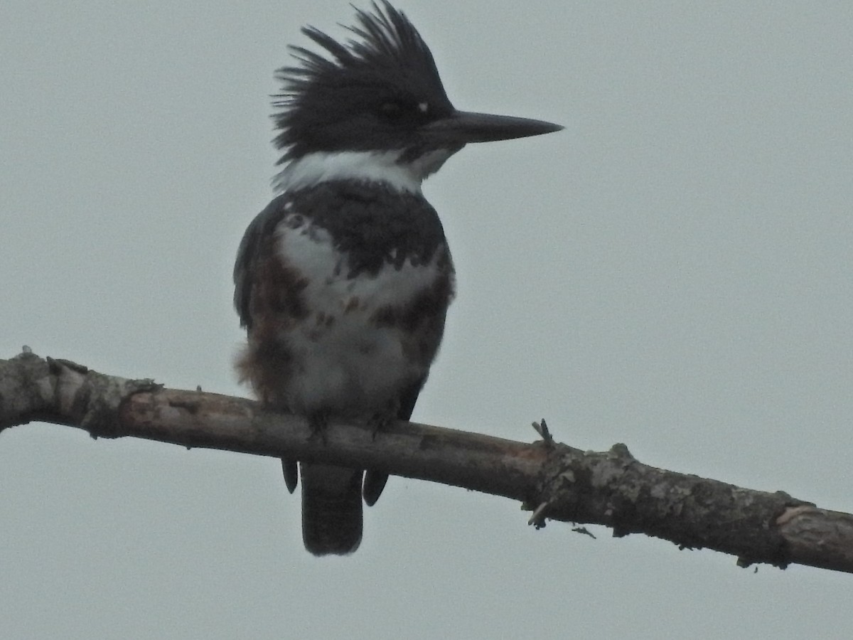 Belted Kingfisher - ML623602921