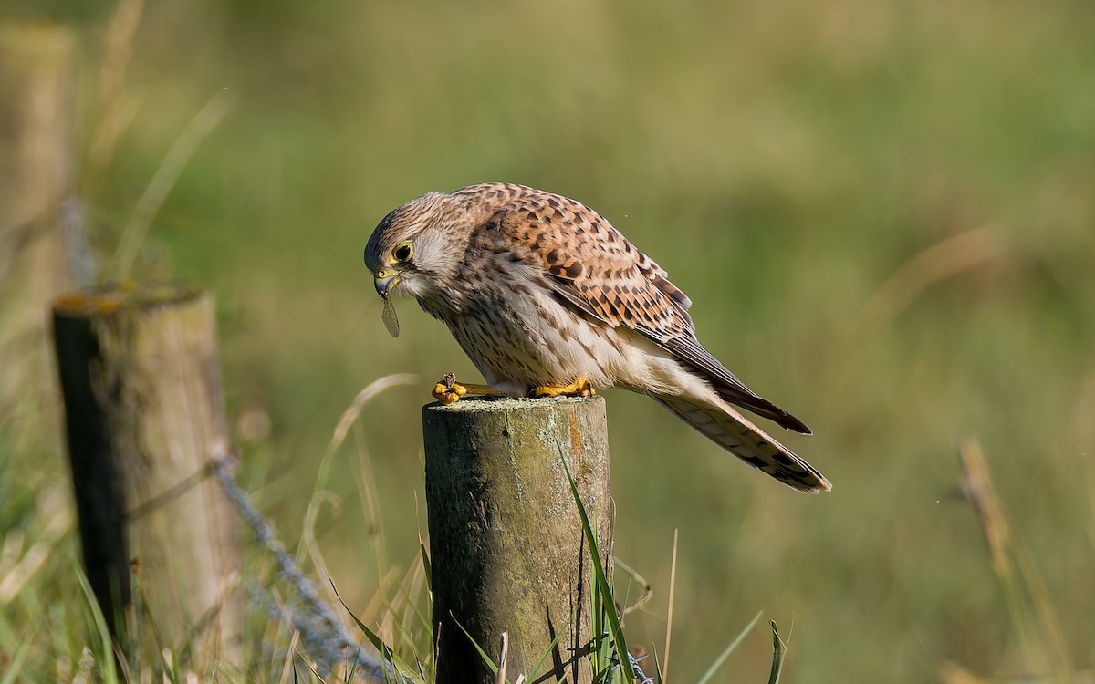 Eurasian Kestrel - ML623602930