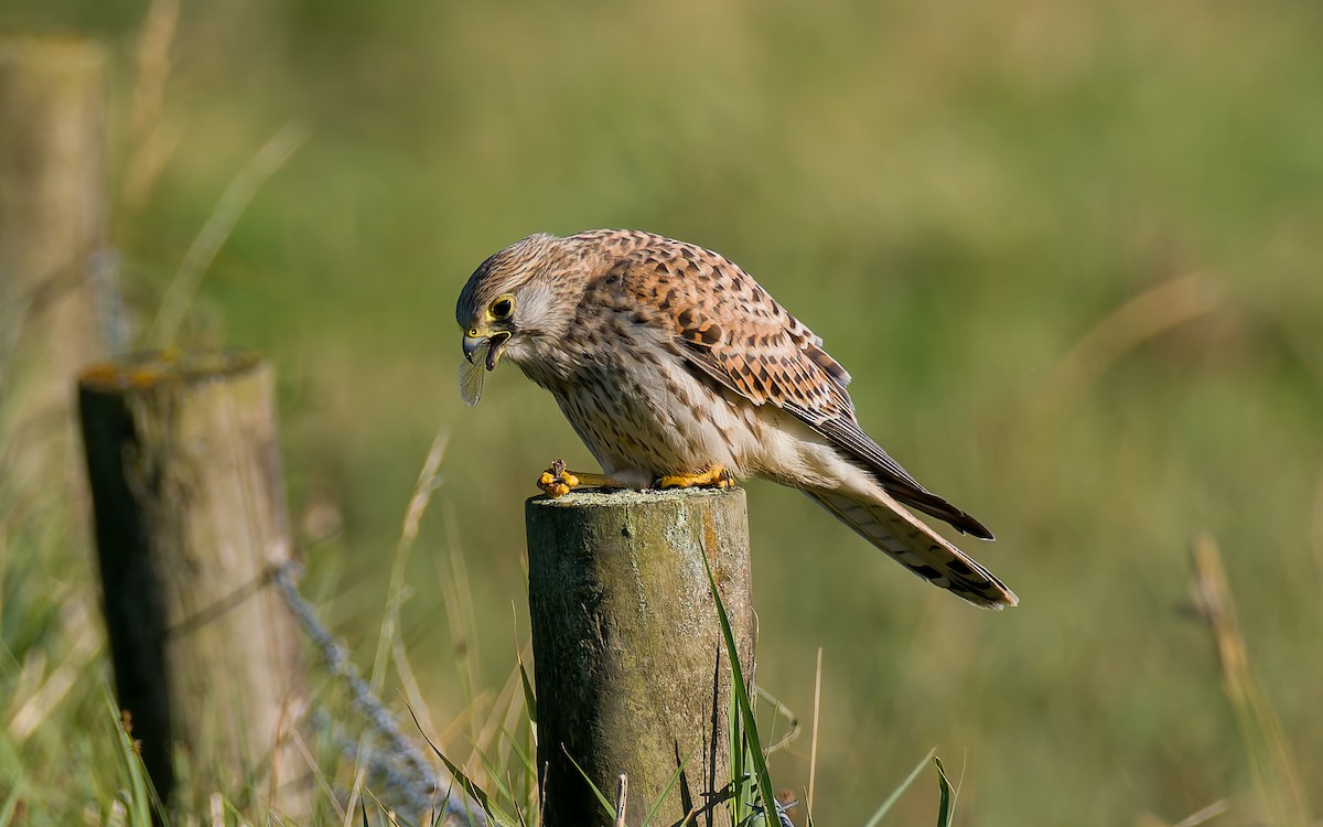 Eurasian Kestrel - ML623602931