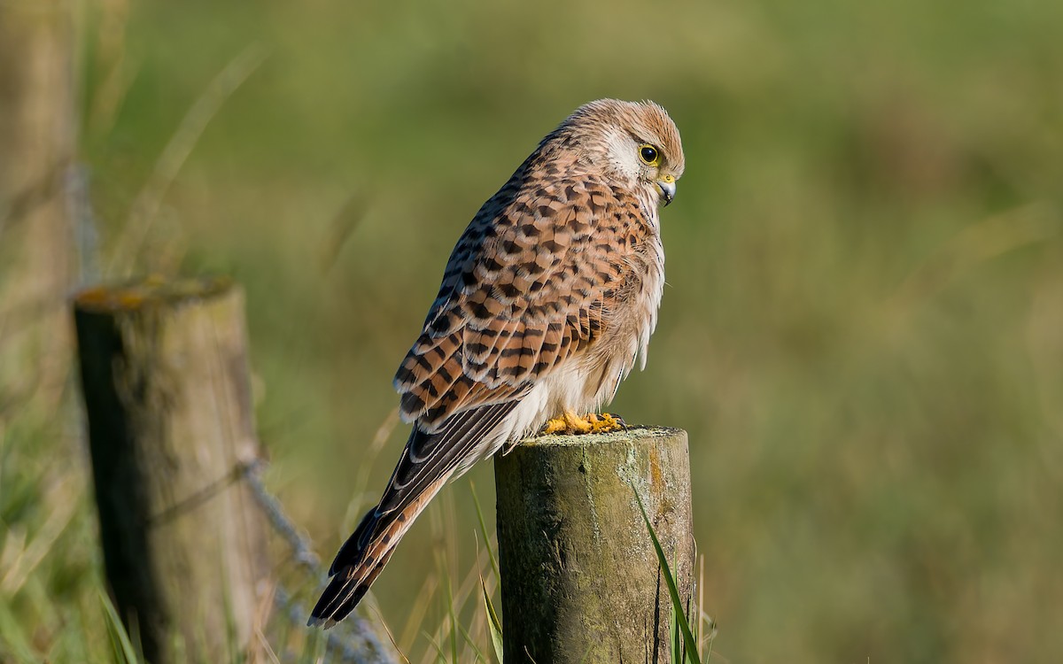 Eurasian Kestrel - ML623602938