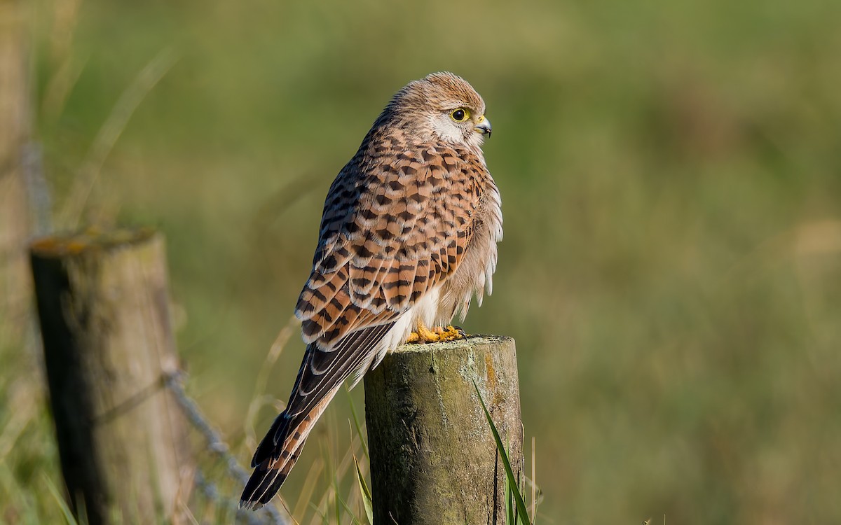 Eurasian Kestrel - ML623602942