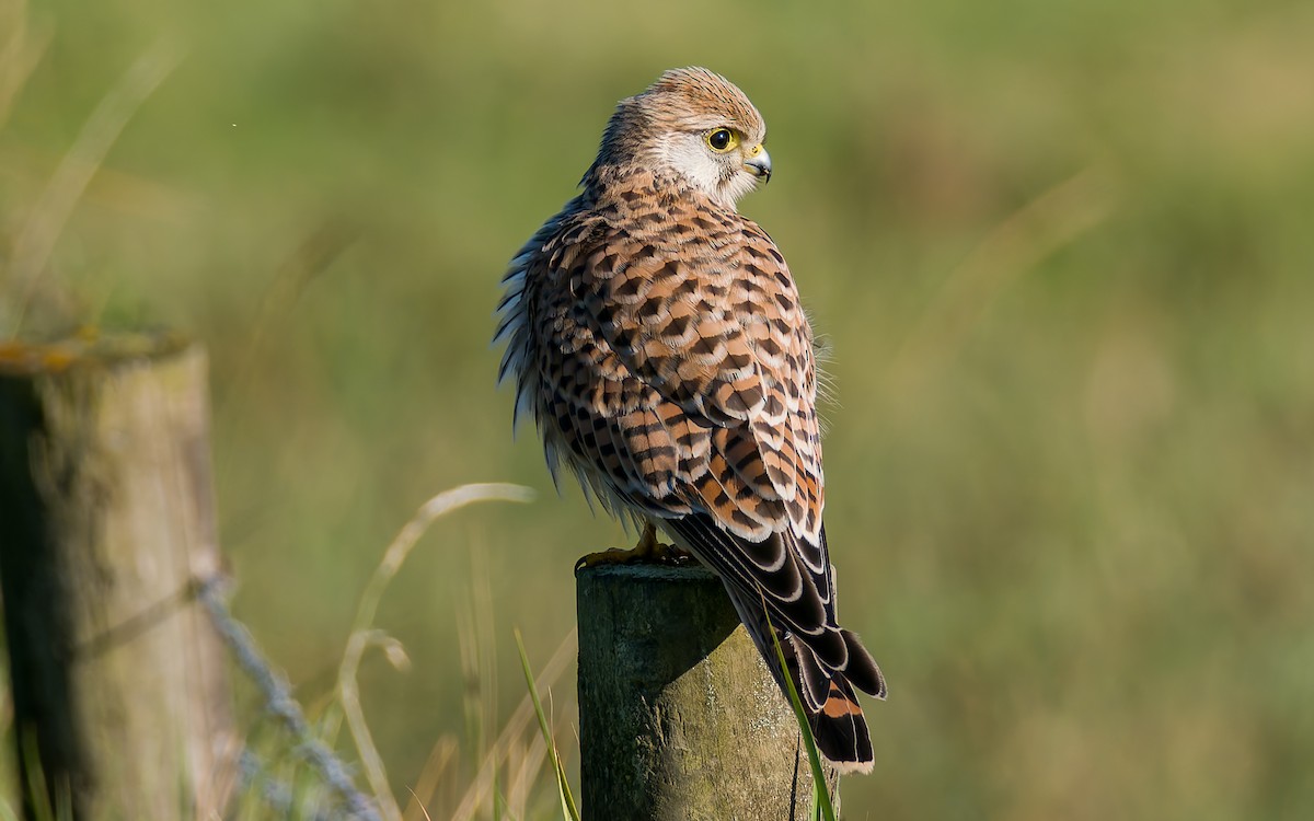 Eurasian Kestrel - ML623602943