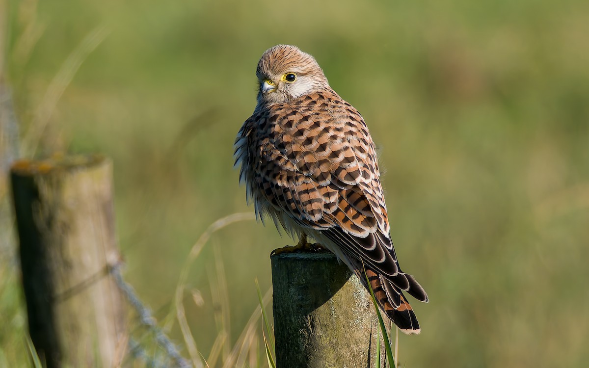 Eurasian Kestrel - ML623602951