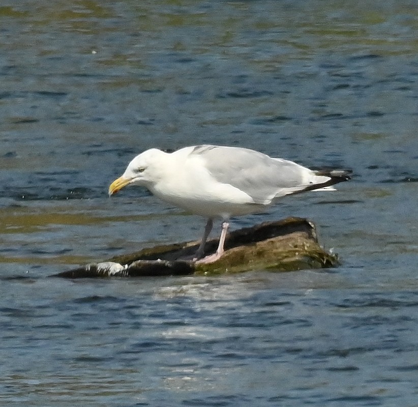 Herring Gull (American) - ML623603049