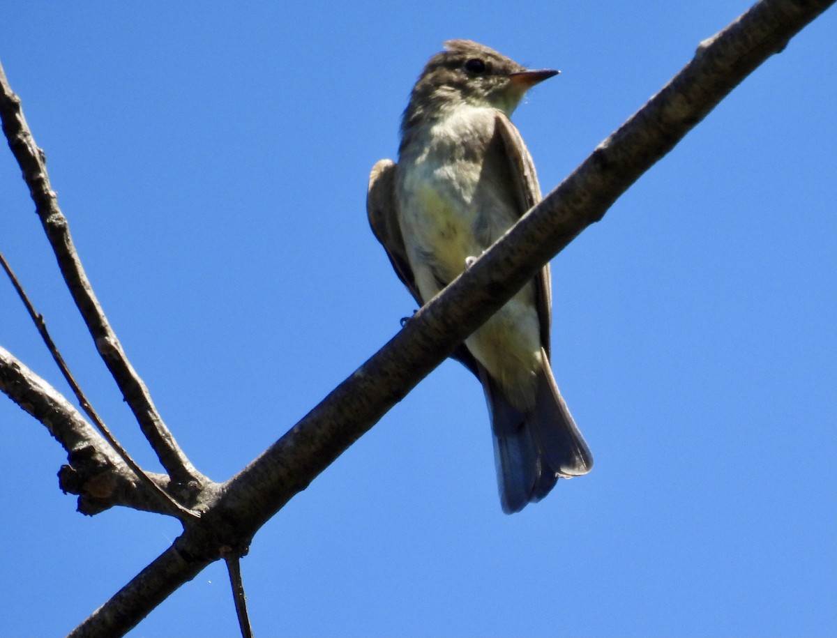 Eastern Wood-Pewee - ML623603065