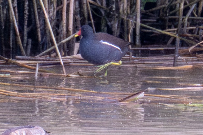 Gallinule poule-d'eau - ML623603089