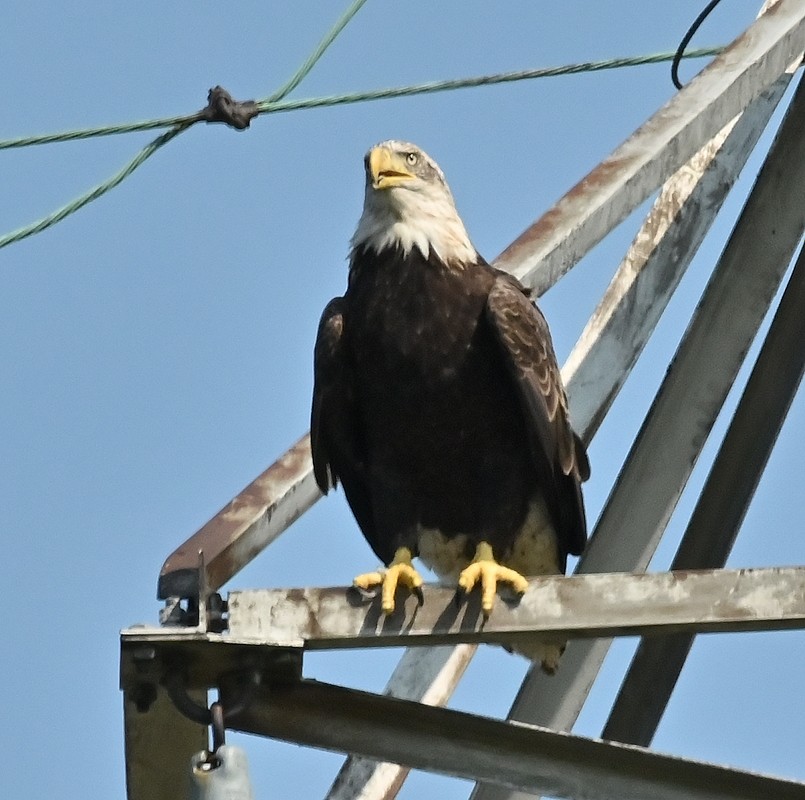 Bald Eagle - ML623603119