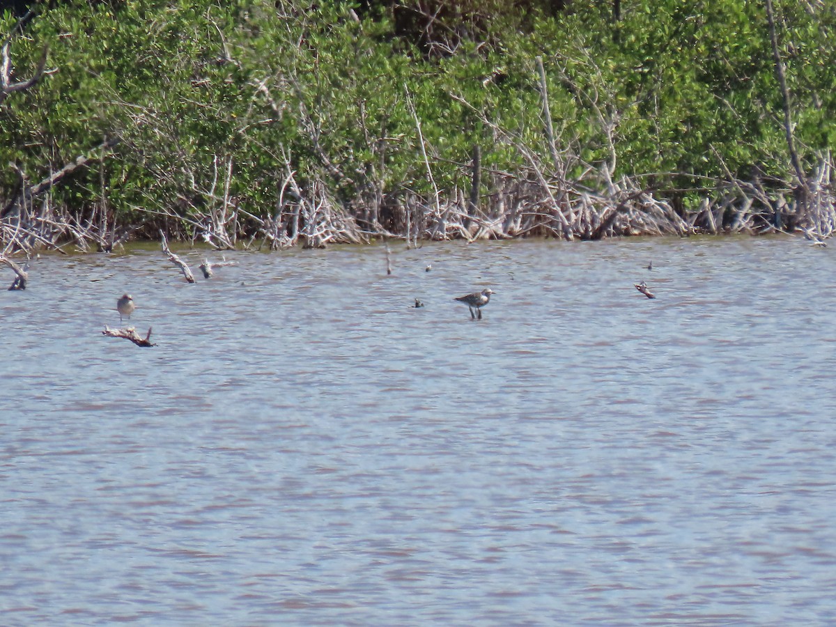 Black-bellied Plover - ML623603160