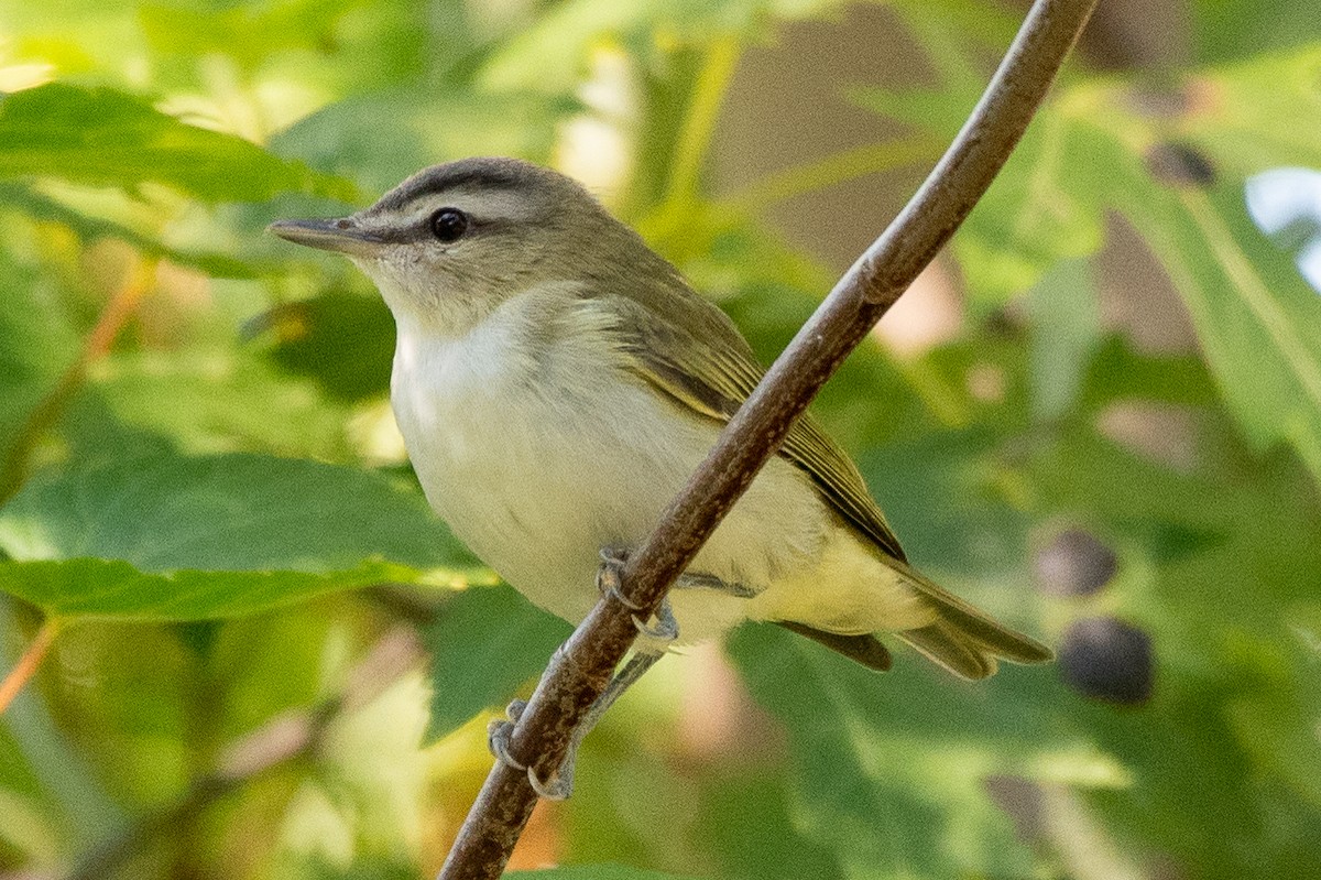 Red-eyed Vireo - ML623603165