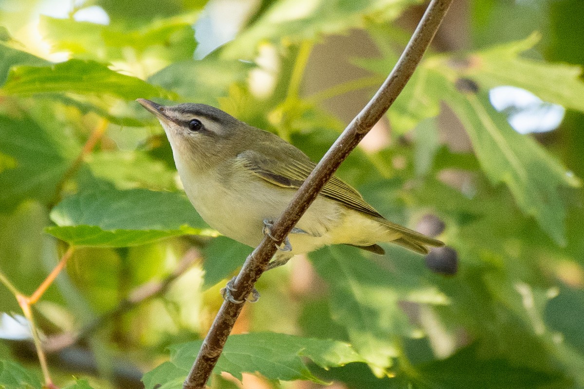 Red-eyed Vireo - ML623603166