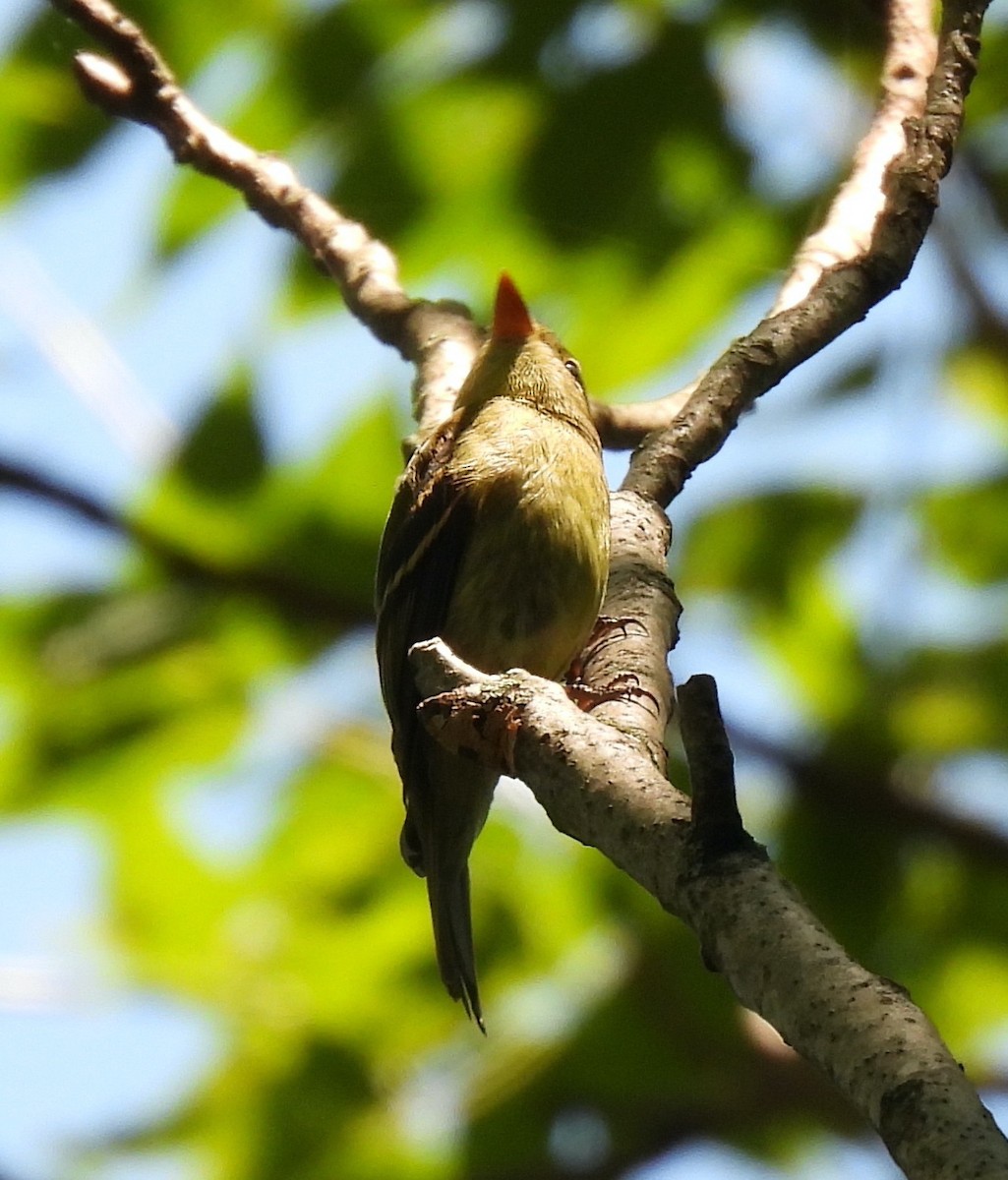 Yellow-bellied Flycatcher - ML623603203