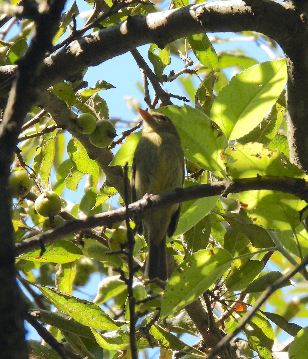 Yellow-bellied Flycatcher - ML623603205