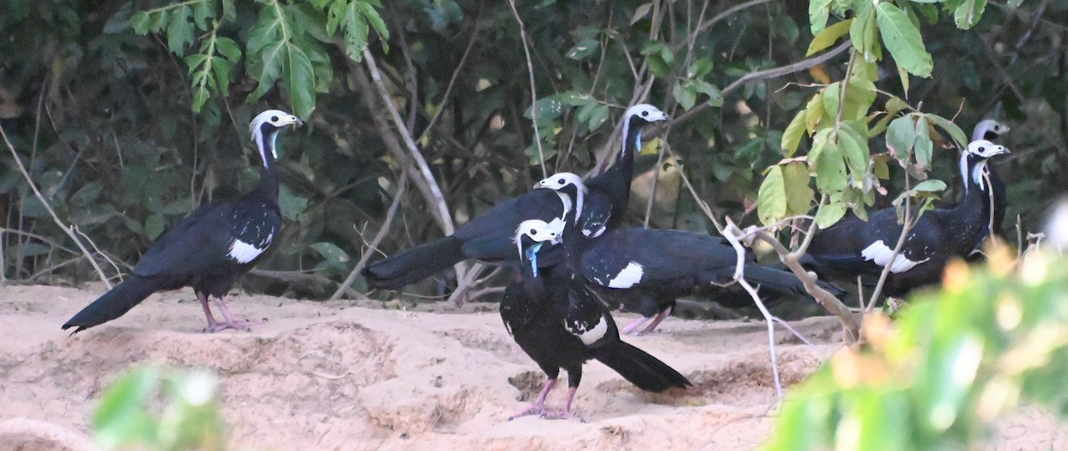 White-throated Piping-Guan - ML623603211