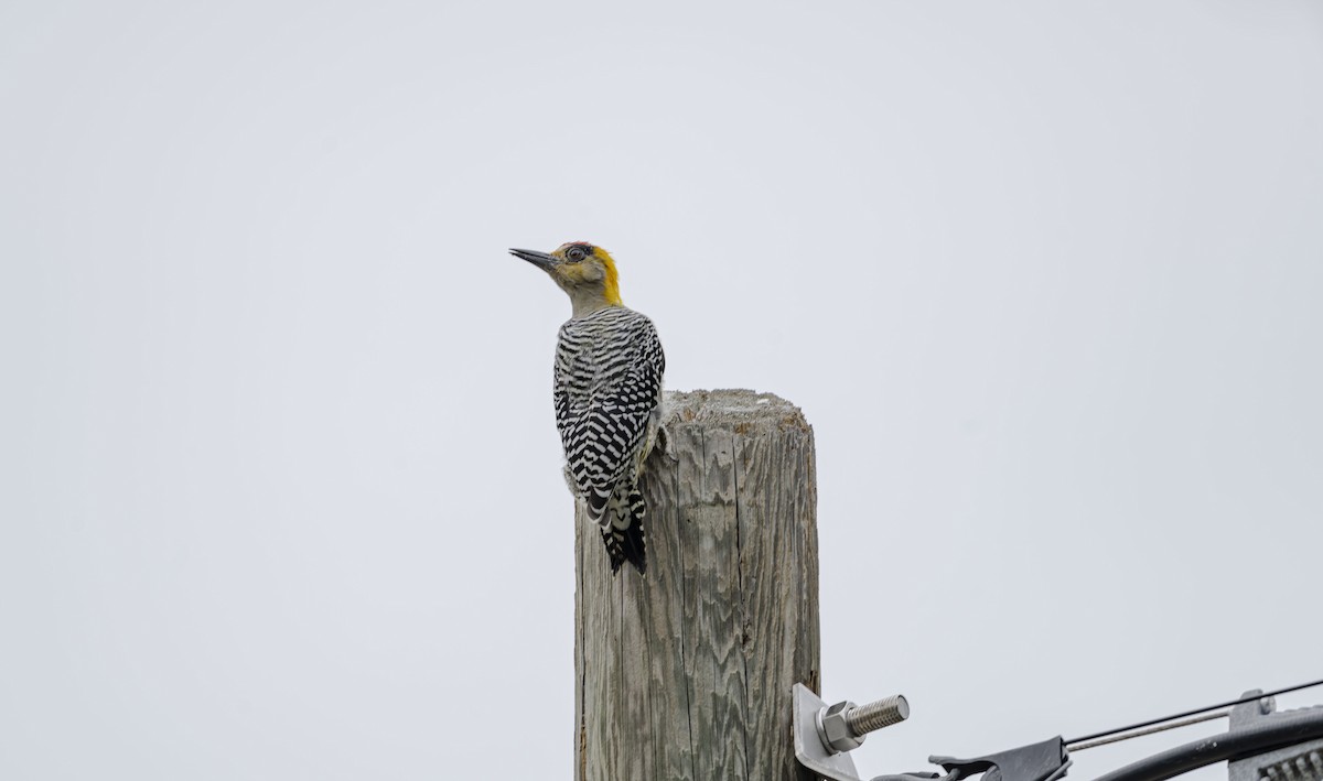 Golden-cheeked Woodpecker - ML623603290