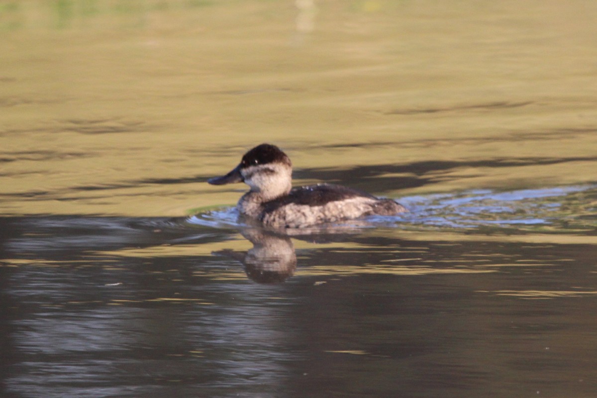 Ruddy Duck - ML623603291