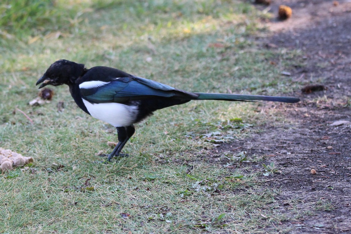 Black-billed Magpie - ML623603312