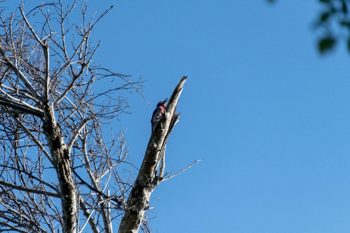 Puerto Rican Woodpecker - ML623603318