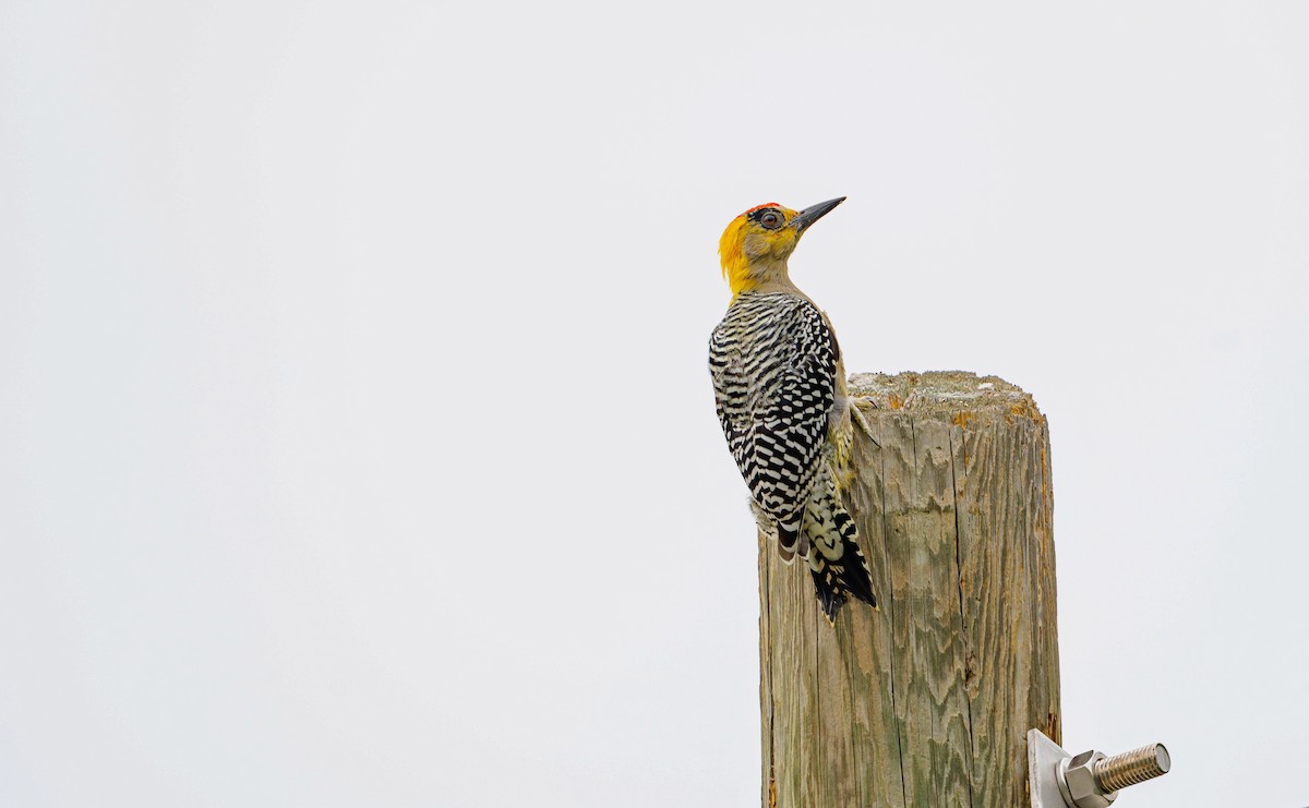 Golden-cheeked Woodpecker - Rolando Tomas Pasos Pérez