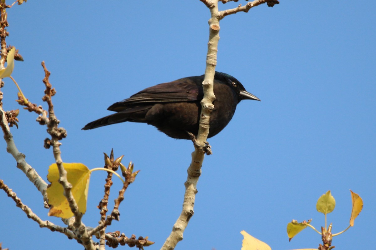 Common Grackle - ML623603332