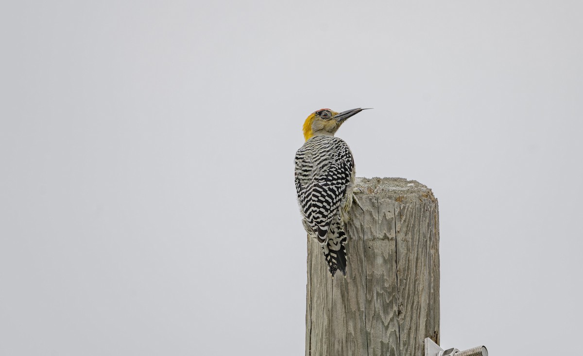 Golden-cheeked Woodpecker - ML623603333