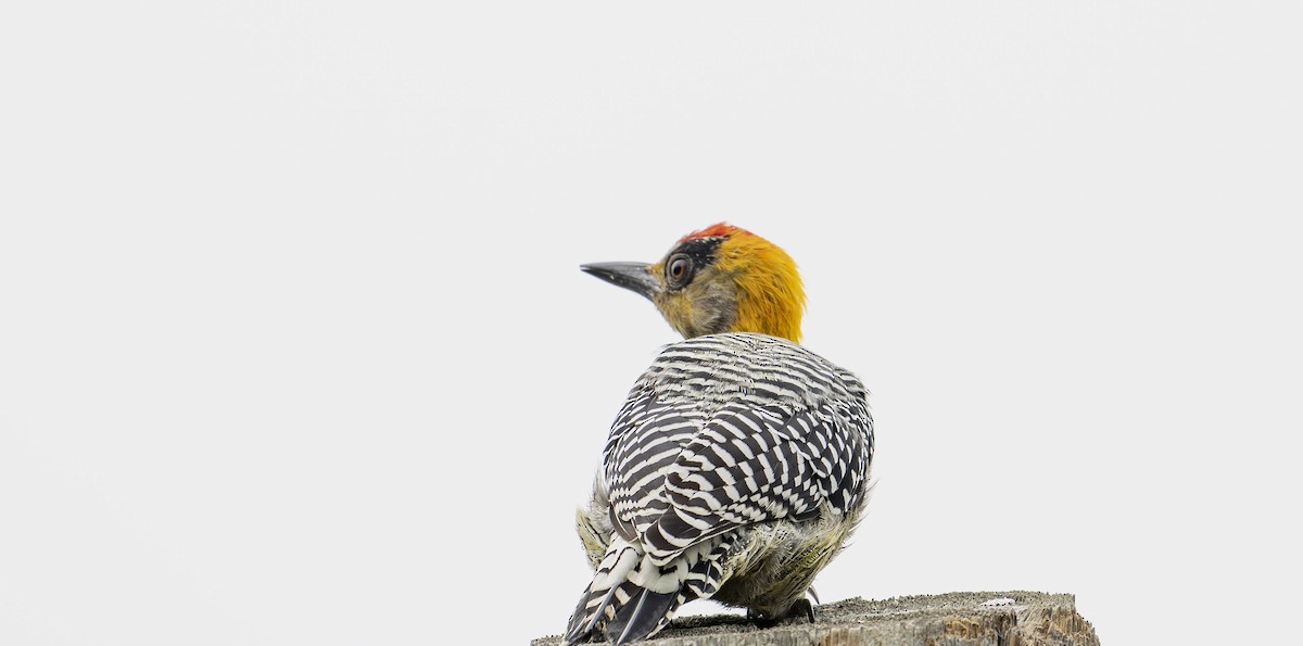 Golden-cheeked Woodpecker - ML623603352