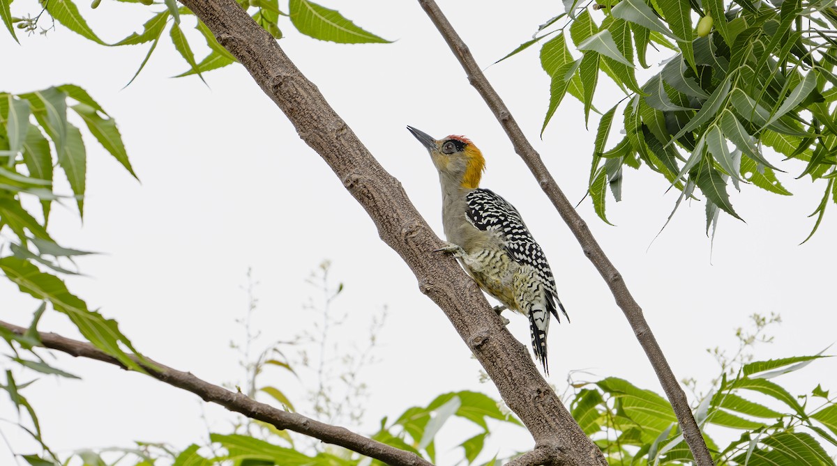 Golden-cheeked Woodpecker - ML623603357