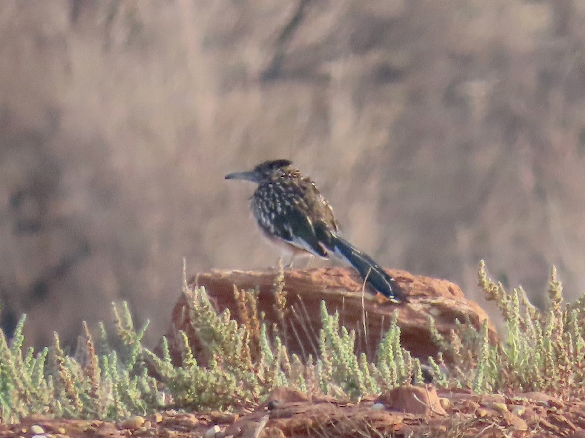 Greater Roadrunner - ML623603373