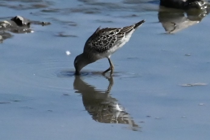 Stilt Sandpiper - ML623603381