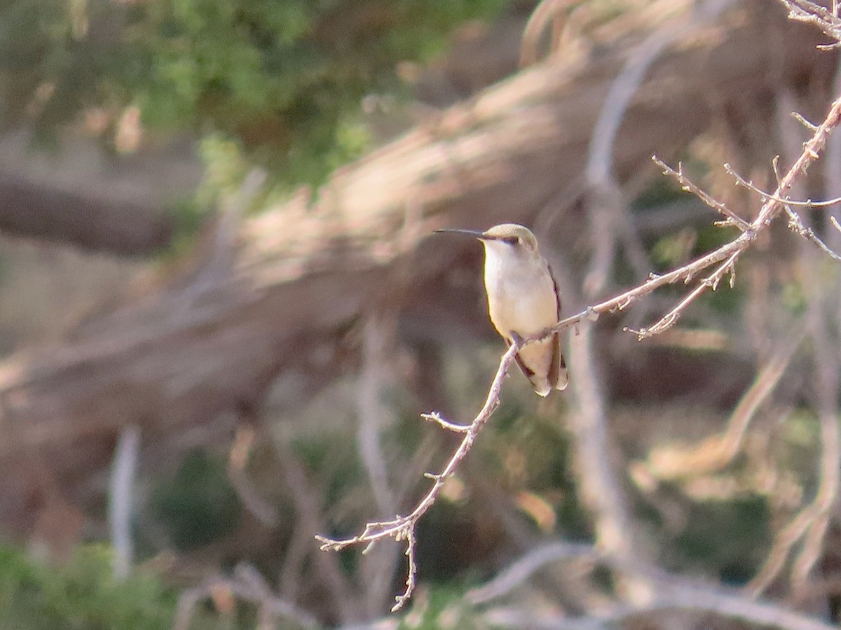 Black-chinned Hummingbird - ML623603391